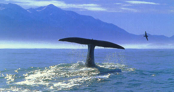 Photo Of Sperm Whale Off The Kaikoura Coast